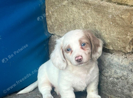 Miniature dachshund