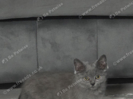 Beautiful bsh LOOKING TO REHOME