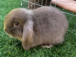 Last mini lop buck rabbit