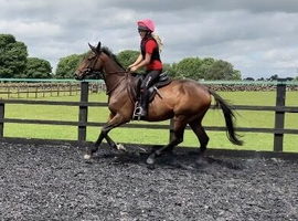 Smart chunky Irish 4yr bay gelding 16hh