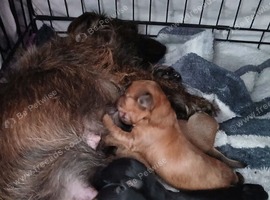 2 loving boys still looking for there loving homes