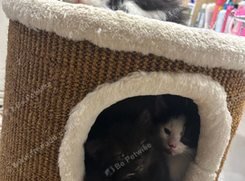 Beautiful kittens available