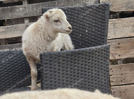 Registered Ouessant ewes with lambs at foot
