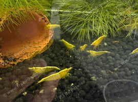 Neocaridina Yellow Shrimp