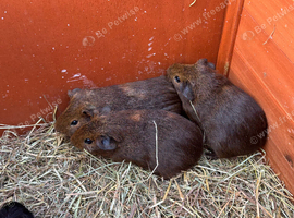 2 female guinea pigs