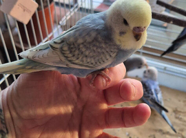 Budgies babys