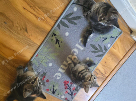 Kittens for sale