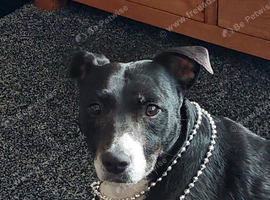 Patterdale x staffy/jack russell loving home waiting