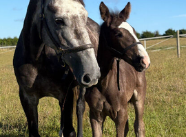Beautiful kind RID Mare for sale