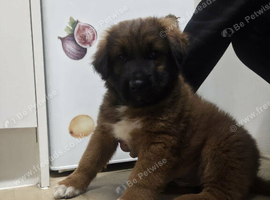 Caucasian shepherd puppy