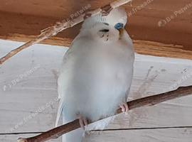 Breeding pair of budgies for sale