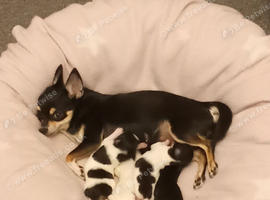 Four chihuahua puppies for sale
