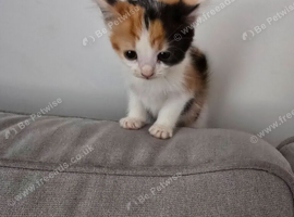 Beautiful kittens looking for forever home