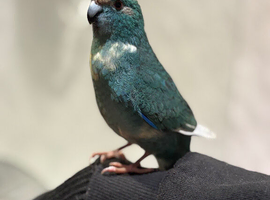 1 year old Female Kakariki