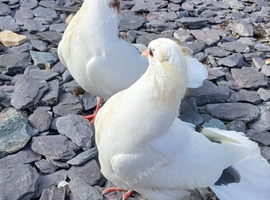 Fan Tail Doves