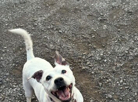 Female white staffy