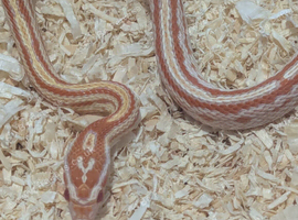 Baby amel tessera corn snake with or without brag