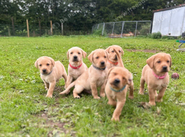 8 beautiful puppies