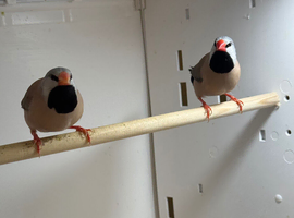 Heck&rsquo;s Grassfinch