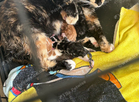 Kittens for sale
