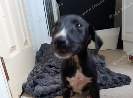Lurcher boy