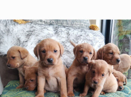Fox red labrador puppies