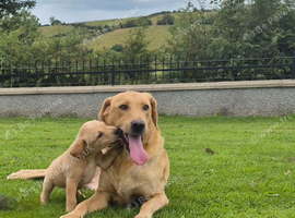 FOX red labrador retriever pups &pound;500 ready to go