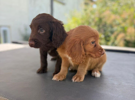 Cocker spaniel pups