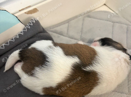 5 beautiful Shihtzu pups for sale