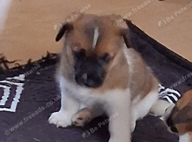 Jack Russell puos