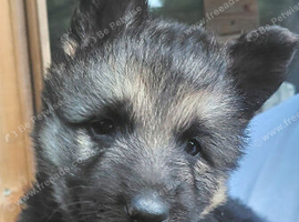 German Shepherd Long Haired Puppies