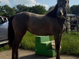 Registered Connemara Filly - Exceptional Breeding