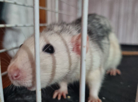 Adult Rats Need a Forever Home