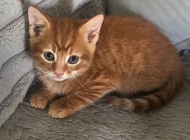 Gorgeous ginger kitten