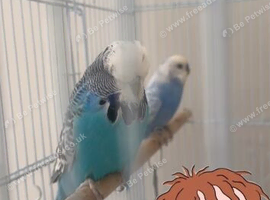 Pair of Budgies and Cage