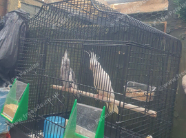 Cockatiel