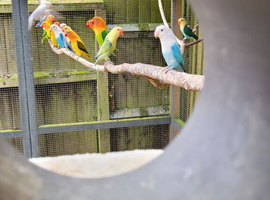 Lovebirds for sale