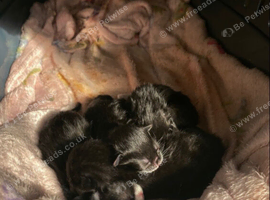 Gorgeous Kittens Looking For Their Forever Homes!