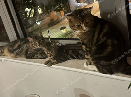 Extremely Affectionate Bengal Mix Girl