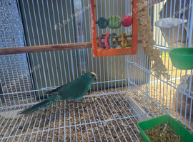 Amazing Male kakariki