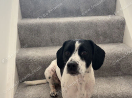 Gorgeous boy looking for his forever home