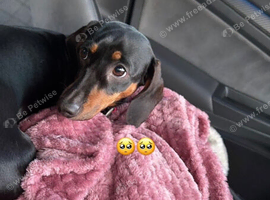 Beautiful girl dachshund