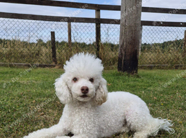White toy poodle 3 years old girl