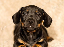 French bull wieners