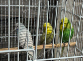 10 Exhibition Budgies