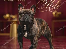 International Champion French Bulldog Available for Stud