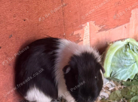 Male guinea pig