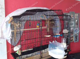 Wanted a male Gouldian finch.