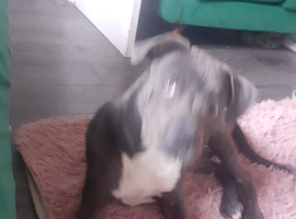 8 month old cane cross