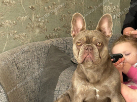 Female French bulldog